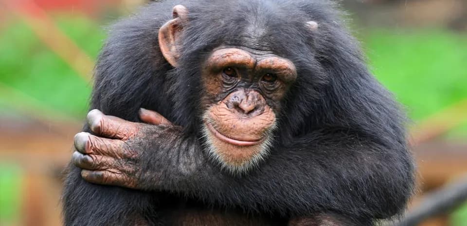 Chimpancé abrazando sus piernas en un entorno natural