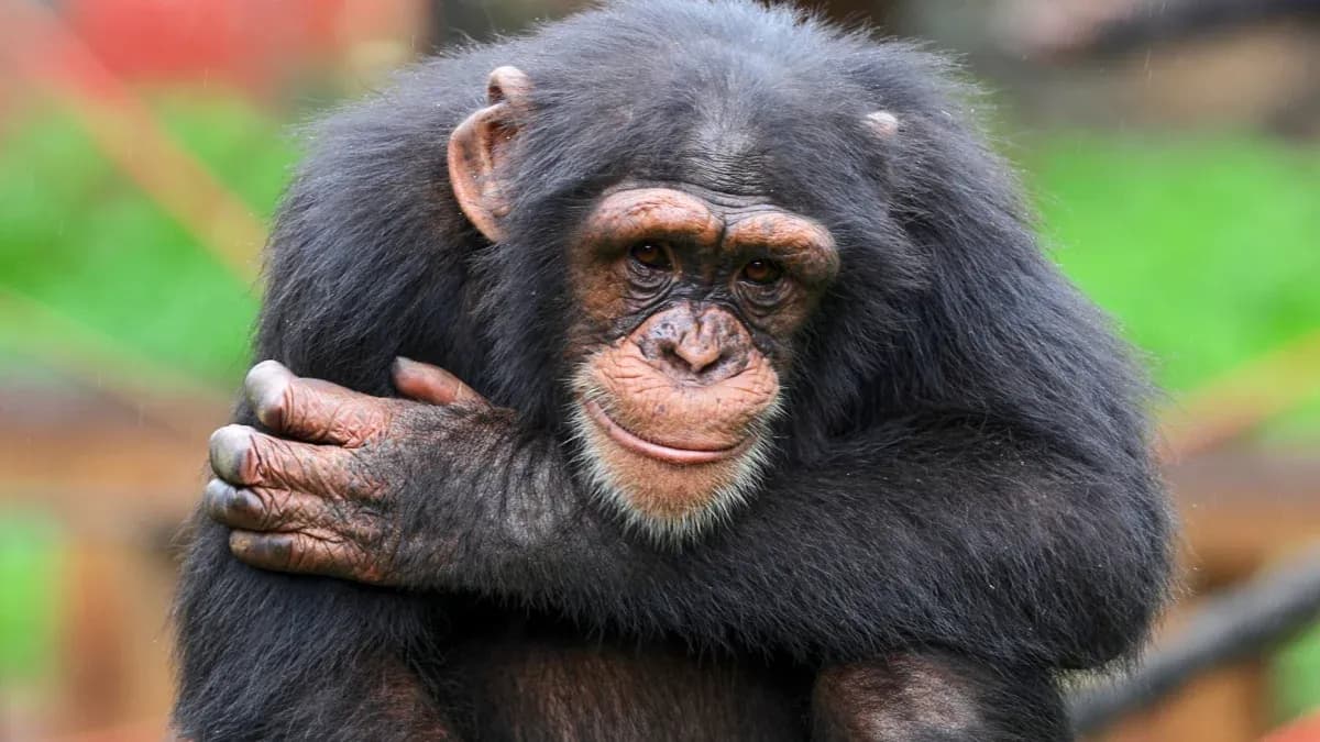 Chimpancé abrazando sus piernas en un entorno natural Chimpancé abrazando sus piernas en un entorno natural